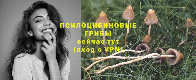 blacksprut вход  наркотики  Миньяр  Галлюциногенные грибы Psilocybe 